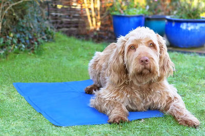 Pet Cooling Mat - Rex