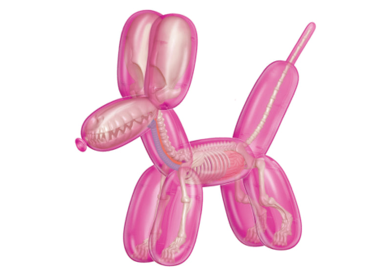 Balloon Dog Anantomy: Pink